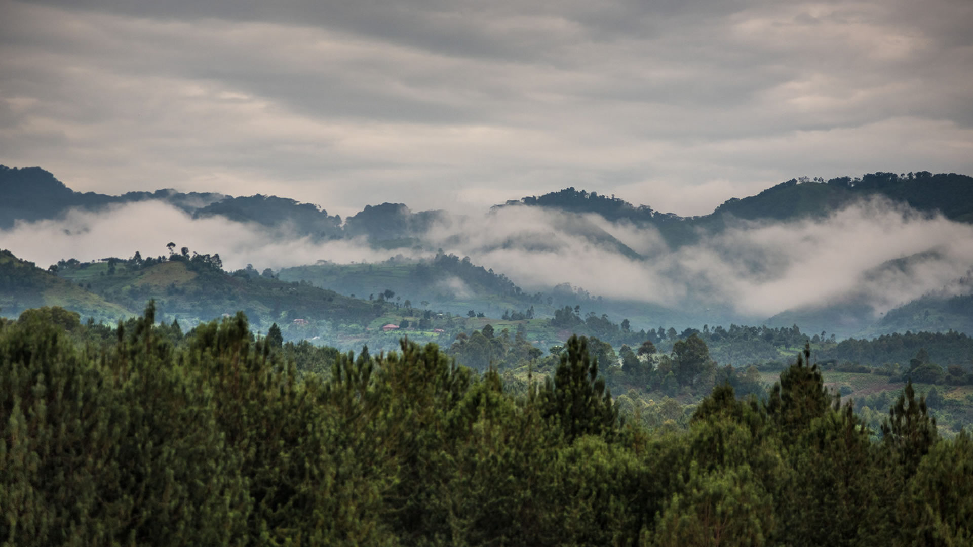 bwindi impenetrable forest